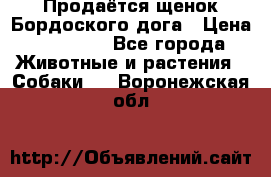 Продаётся щенок Бордоского дога › Цена ­ 37 000 - Все города Животные и растения » Собаки   . Воронежская обл.